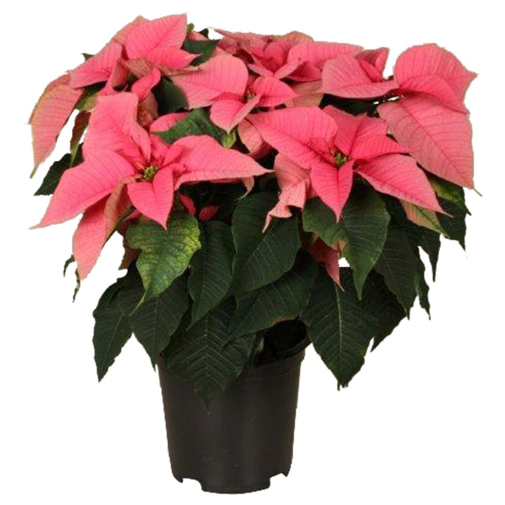 Poins.rosa Christmas Feelings 12+ T19 H50