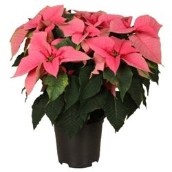 Poins.rosa Christmas Feelings 12+ T19 H50