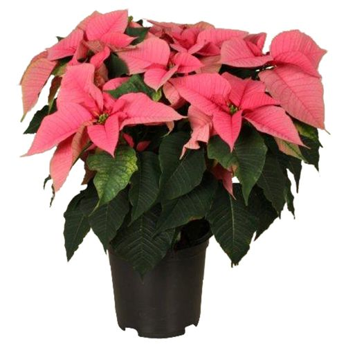 Poins.rosa Christmas Feelings 12+ T19 H50