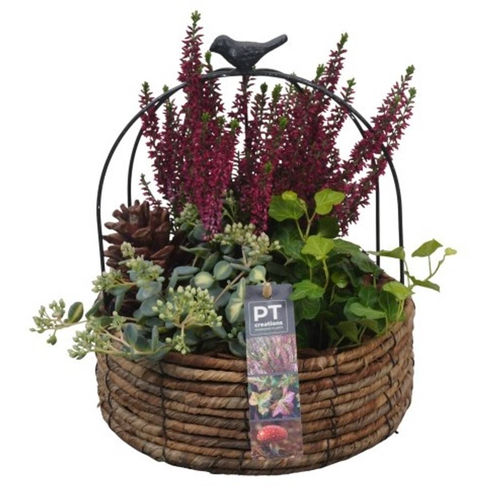 Garten.Arr PTHO4142 T21 H029