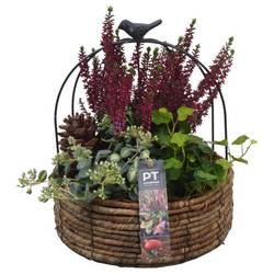 Garten.Arr PTHO4142 T21 H029