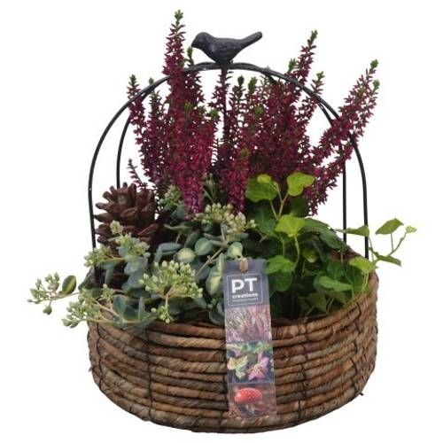 Garten.Arr PTHO4142 T21 H029