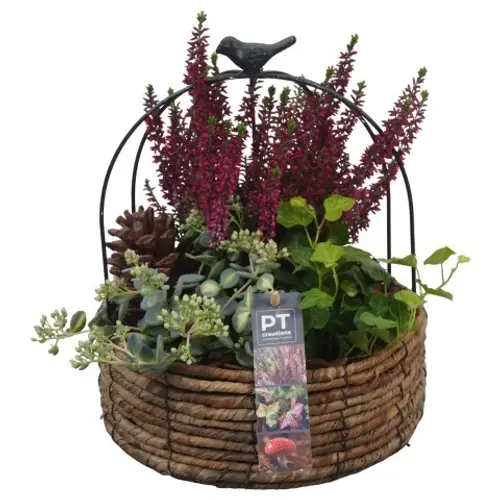 Garten.Arr PTHO4142 T21 H029