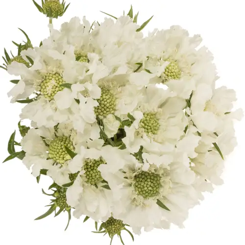 Scabiosa weiss annabelle 60cm