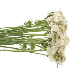 Scabiosa weiss annabelle 60cm