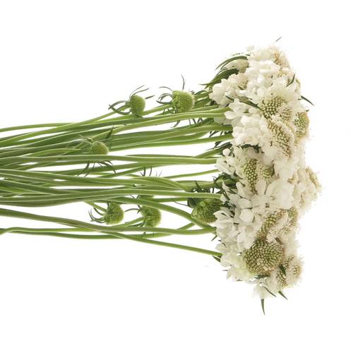 Scabiosa weiss annabelle 60cm