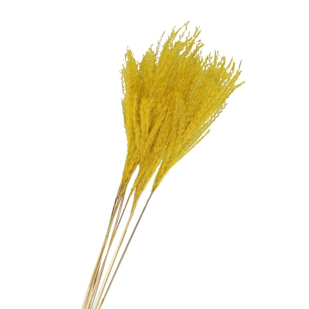 Trocken Silvergrass gelb L75cm x10