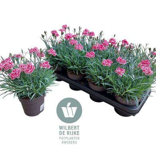 Dianthus lila/rosa Strawberry Eyes T12 H025