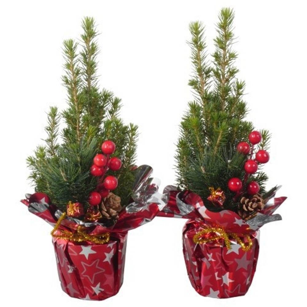 Picea Glauca Conica PTK25309 T09 H030