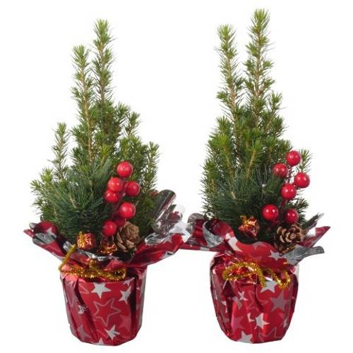 Picea Glauca Conica PTK25309 T09 H030