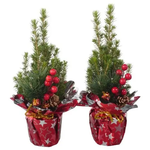 Picea Glauca Conica PTK25309 T09 H030