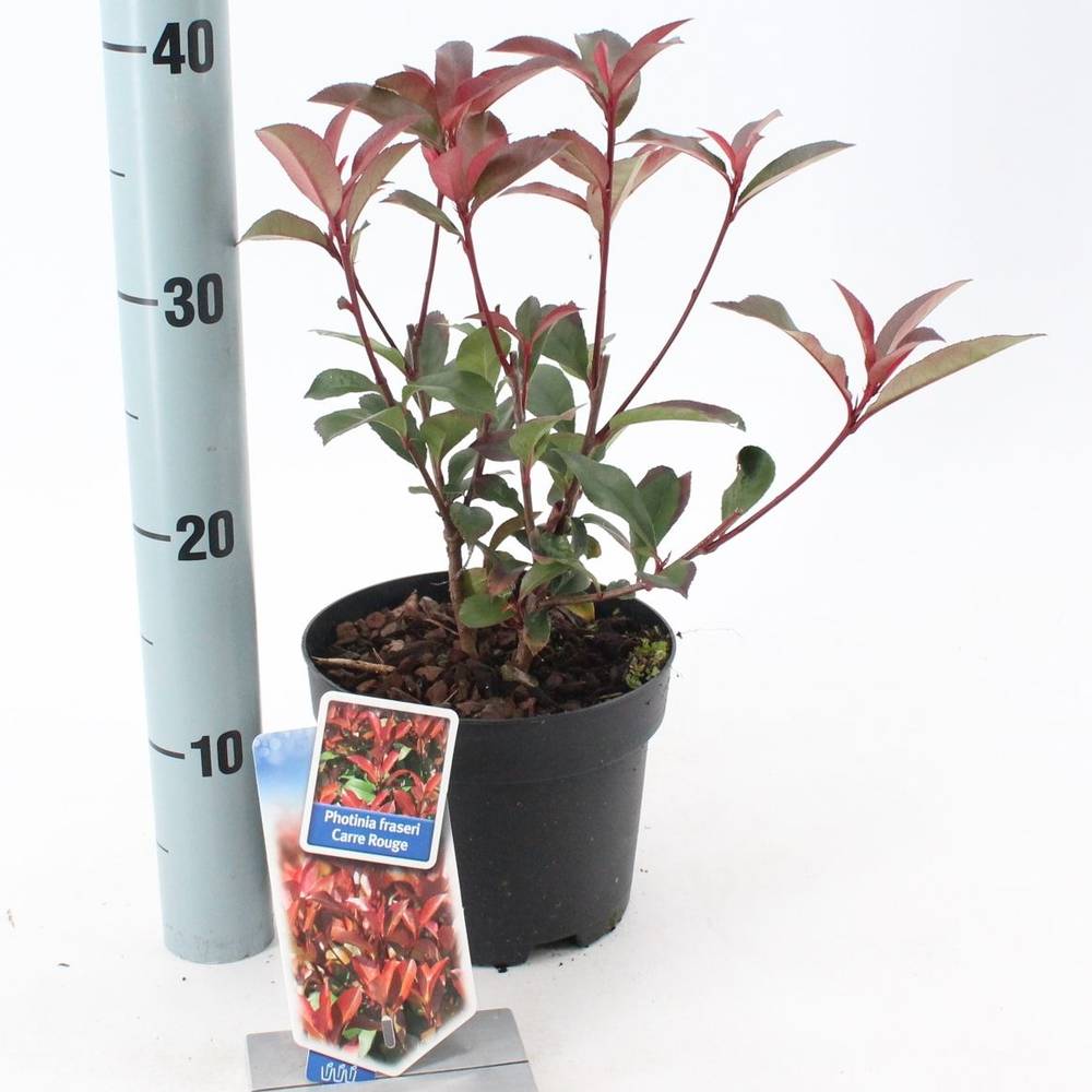 Photinia Fraseri Carré Rouge T17 H040