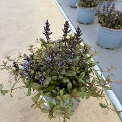 Ajuga Reptans T17 H040