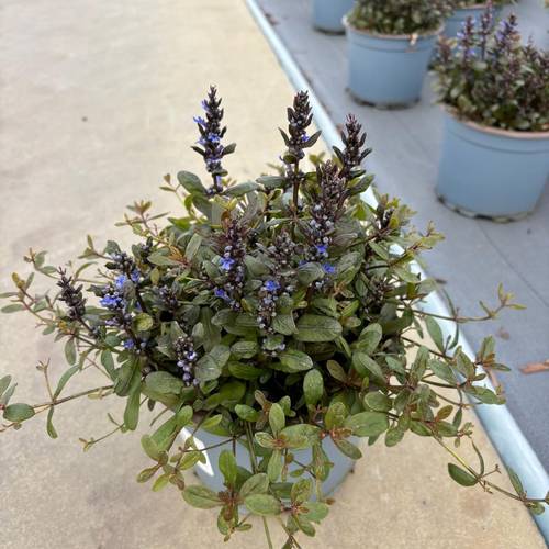 Ajuga Reptans T17 H040
