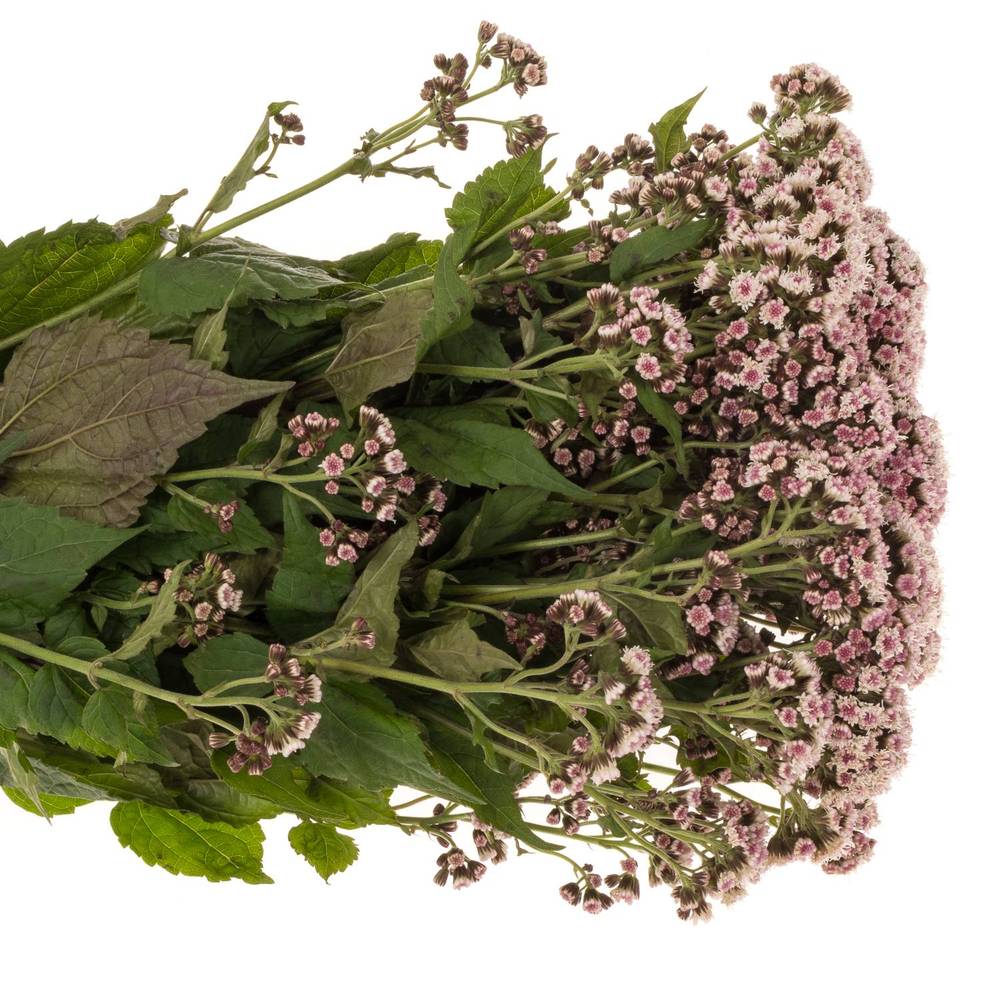 Eupatorium rosa Lucky Pink 80cm