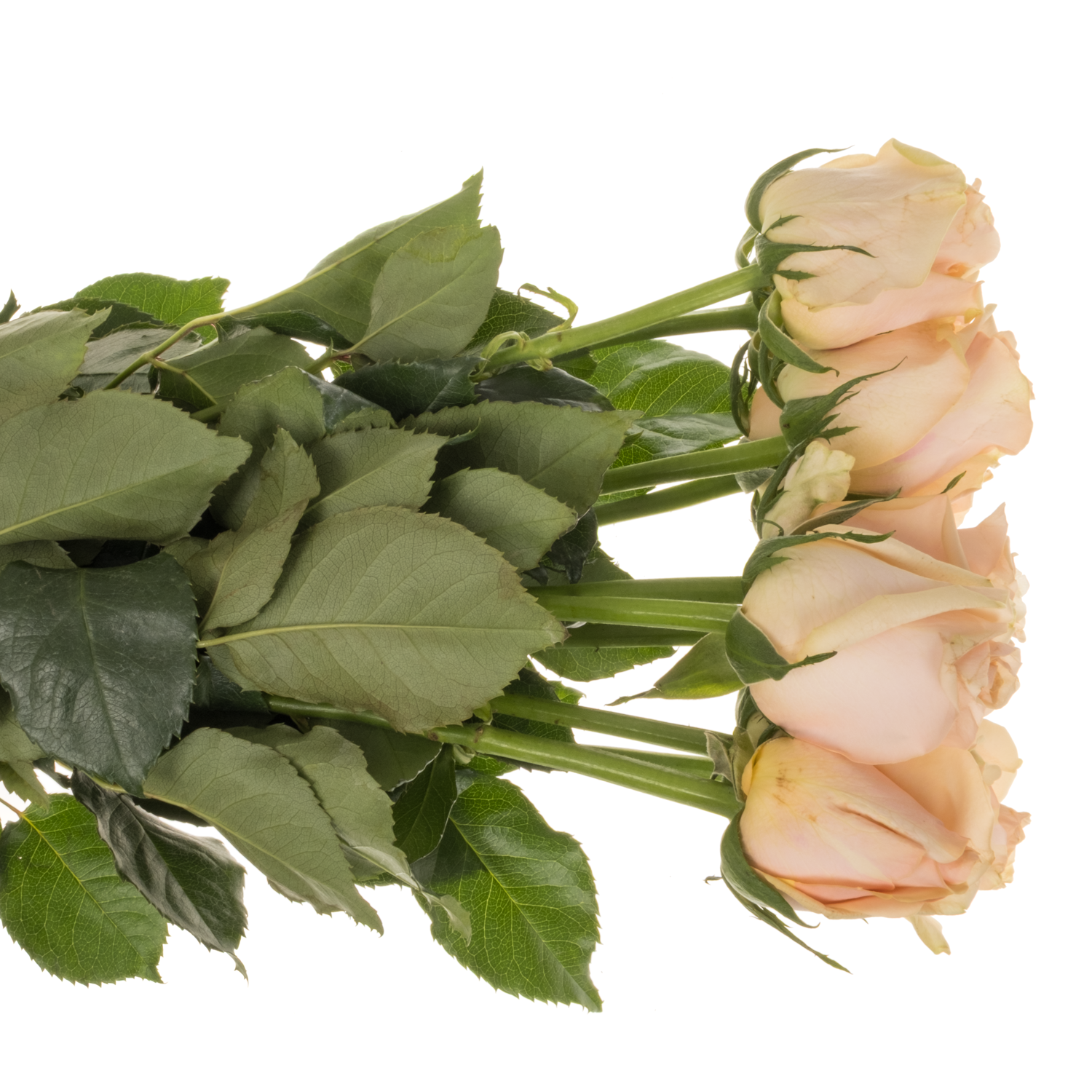 Rose hell rosa/creme Sweet Moments 50cm