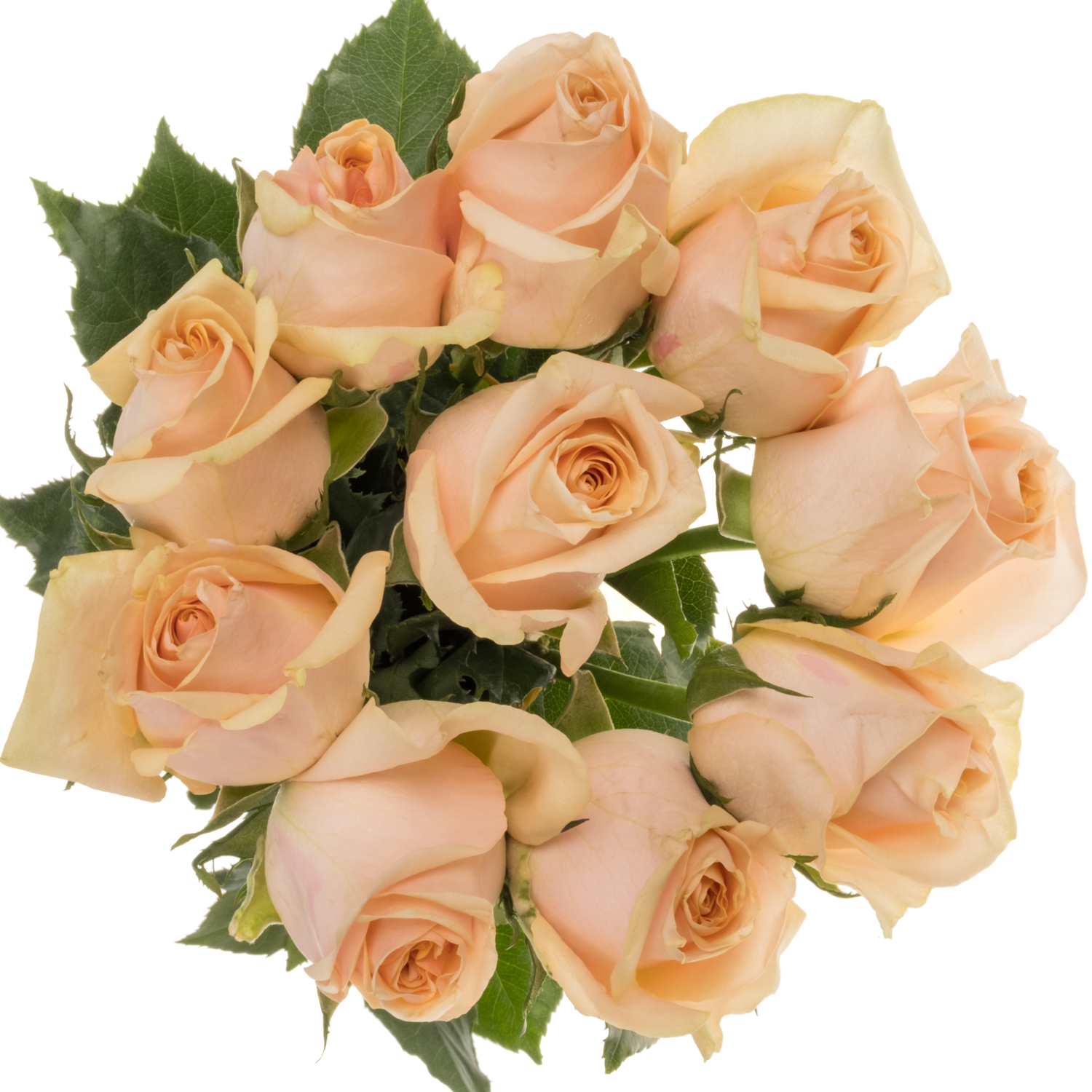 Rose hell rosa/creme Sweet Moments 50cm