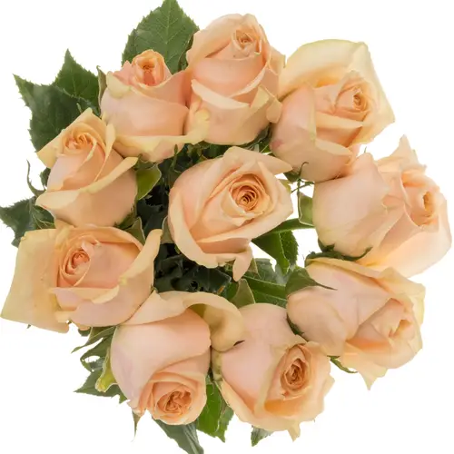 Rose hell rosa/creme Sweet Moments 50cm