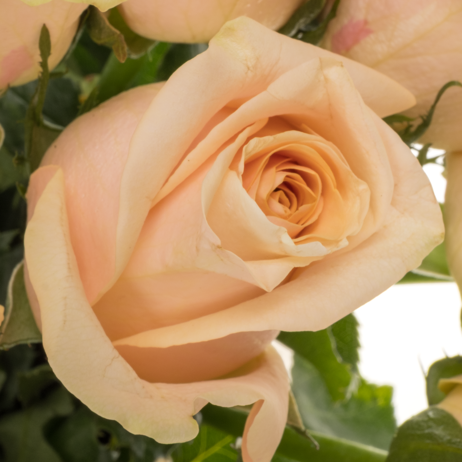 Rose hell rosa/creme Sweet Moments 50cm