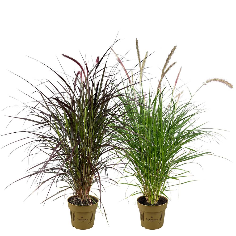 Pennisetum mix T19 H110
