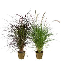 Pennisetum mix T19 H110