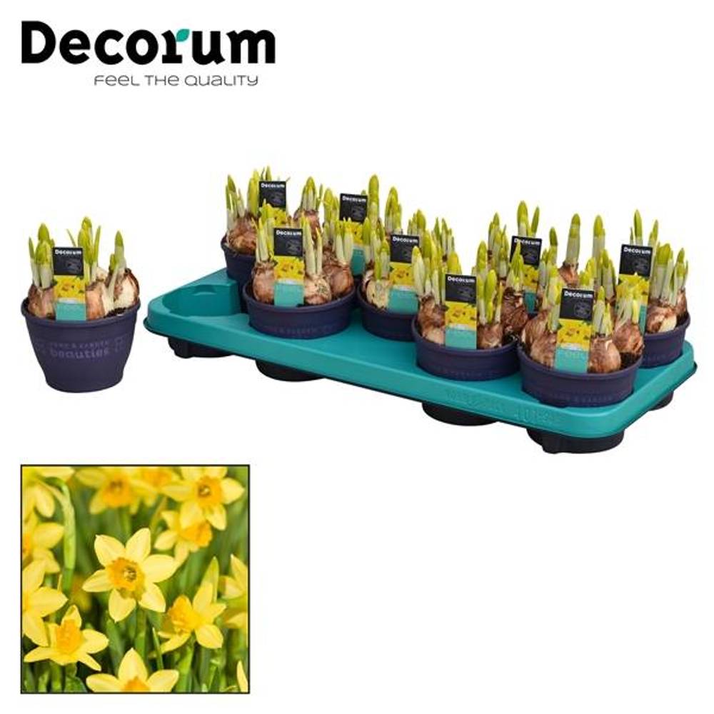 Narzisse 5er gelb Tete A Tete T12 H17