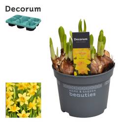 Narzisse 5er gelb Tete A Tete T12 H17