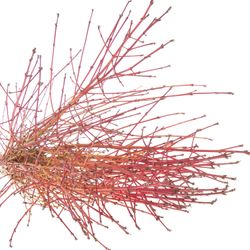 Cornus orange Ex Winter Beauty 90cm