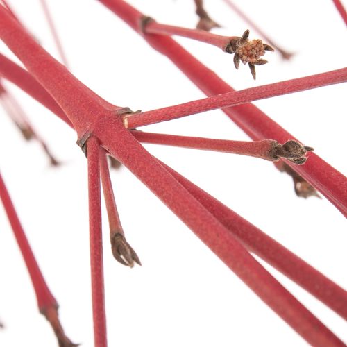 Cornus orange Ex Winter Beauty 90cm