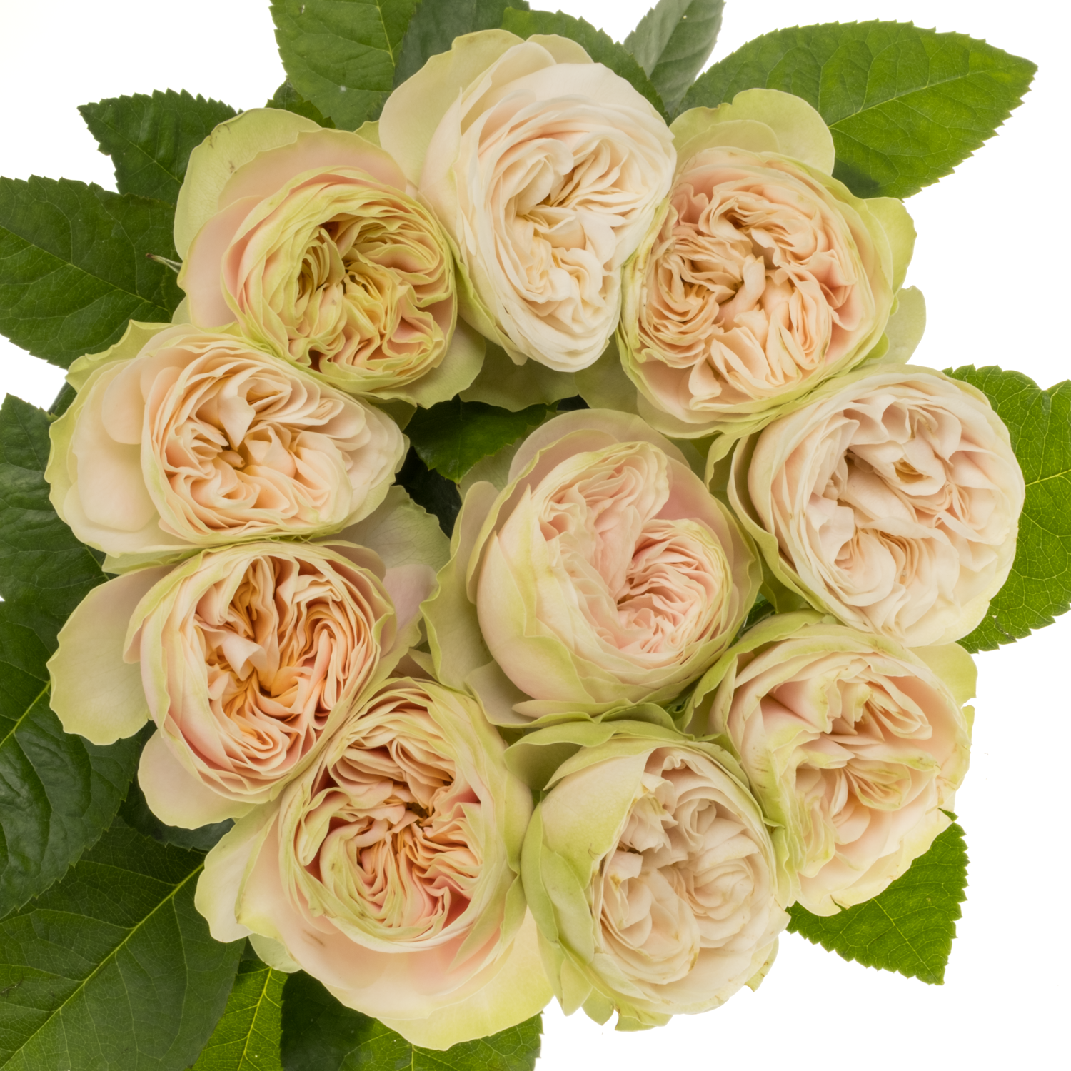 Rose apricot/hell grün Nira Gardens gefüllt 70cm