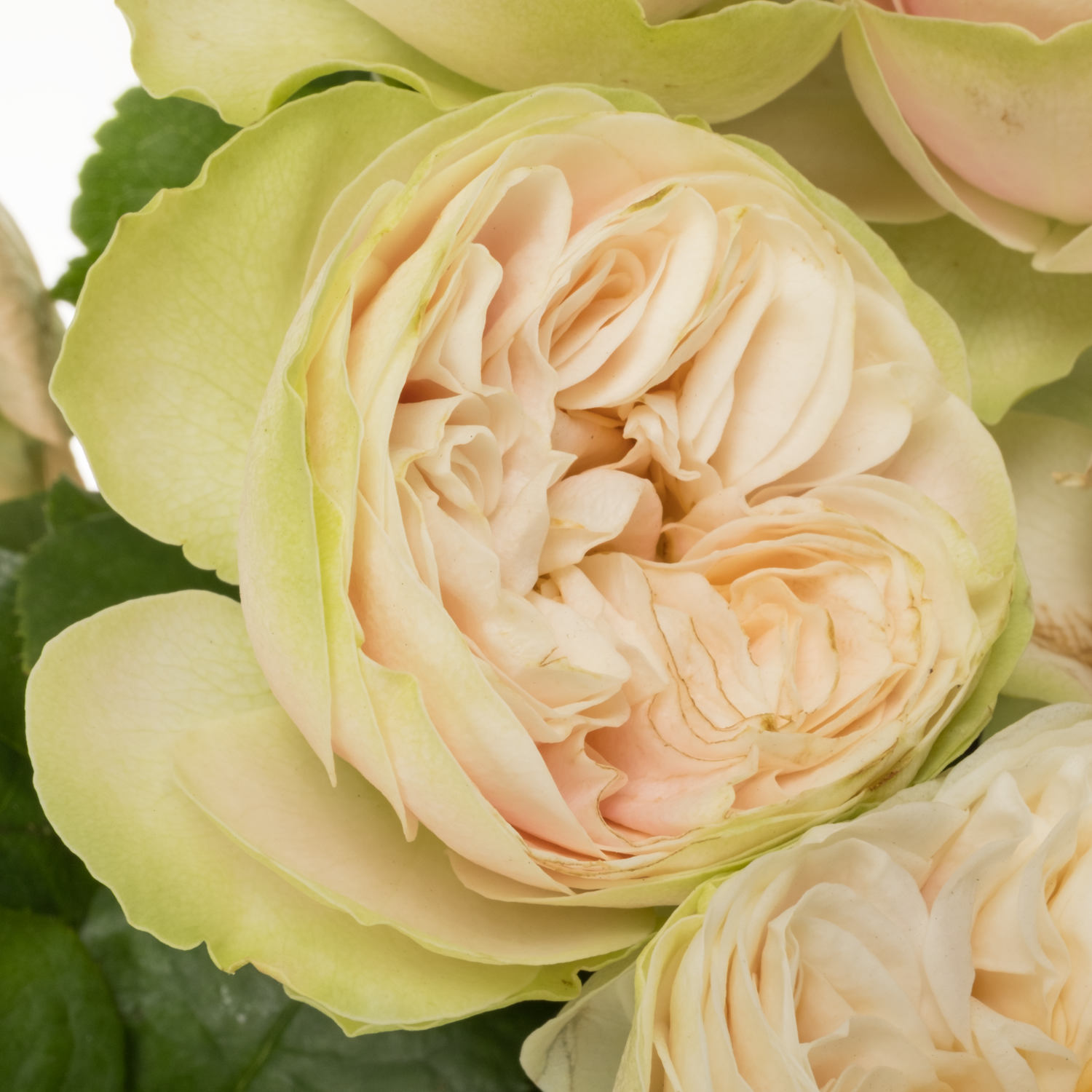Rose apricot/hell grün Nira Gardens gefüllt 70cm