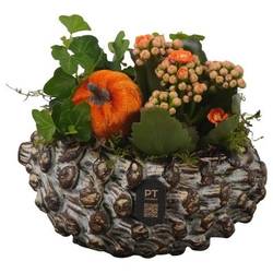 Kal.Arr PTHI3274 Herbst T16 H016