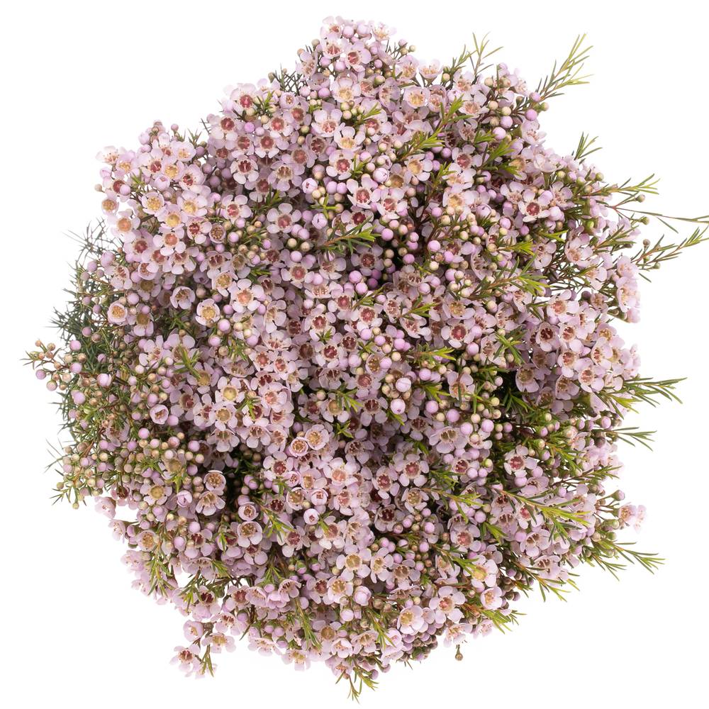Wachsflower hell rosa Titan 80 Gramm 70cm