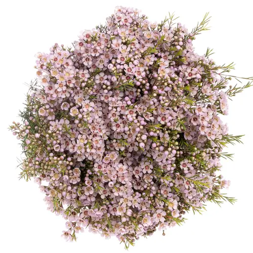 Wachsflower hell rosa Titan 80 Gramm 70cm