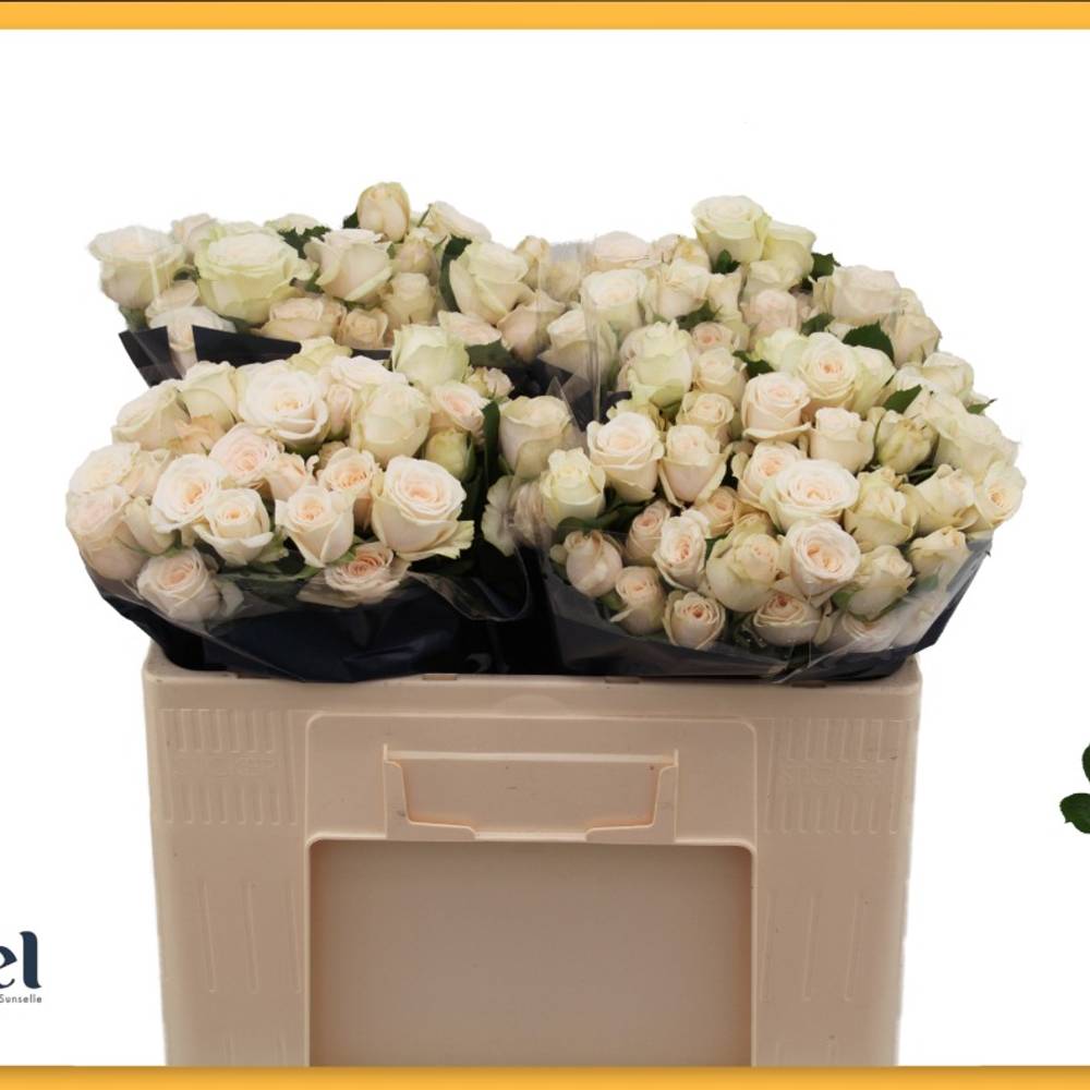 Rose verzweigt creme Birds Dream 5+Blüte 50cm