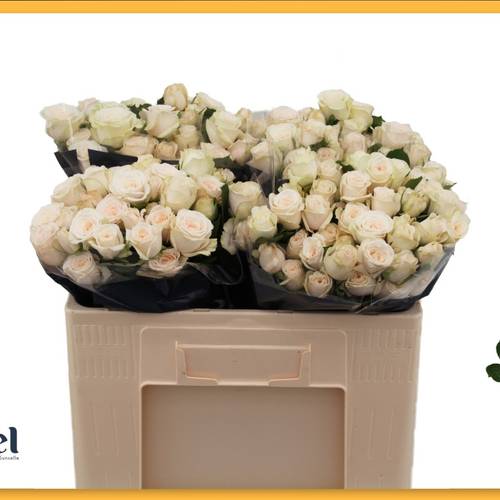 Rose verzweigt creme Birds Dream 5+Blüte 50cm