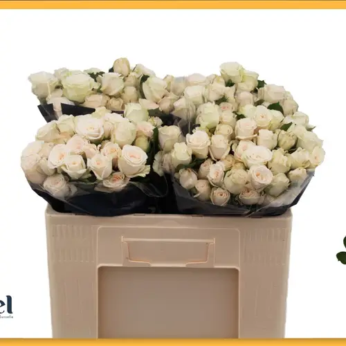 Rose verzweigt creme Birds Dream 5+Blüte 50cm