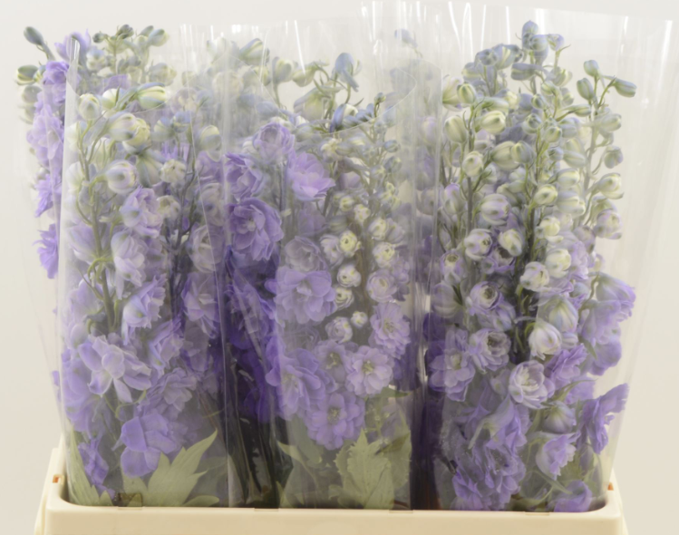 Delphinium milka Purple Heart 60cm