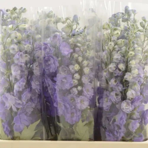 Delphinium milka Purple Heart 60cm