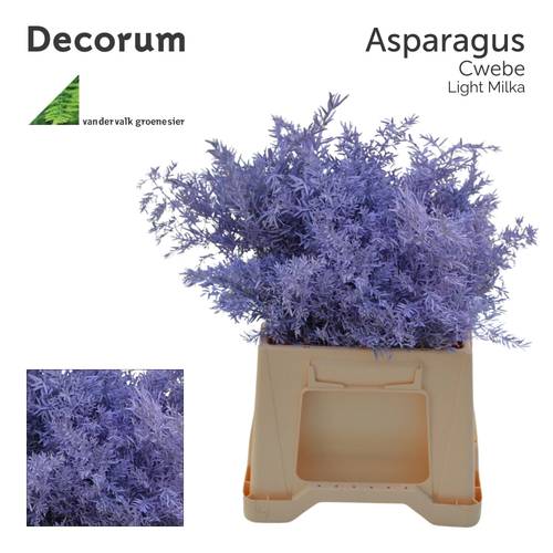 Asparagus Cwebe milka gefärbt 40cm (x50)