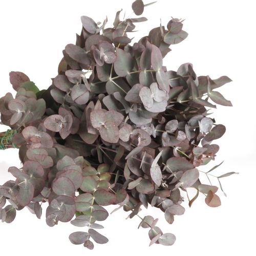 Populus rot Cinerea gezogen 50cm 150 Gramm