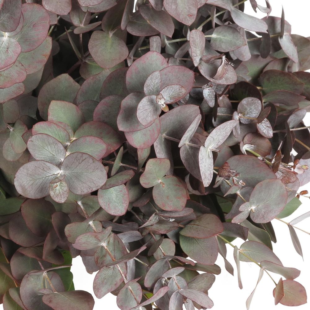 Populus rot Cinerea gezogen 50cm 150 Gramm