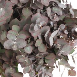 Populus rot Cinerea gezogen 50cm 150 Gramm