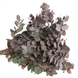 Populus rot Cinerea gezogen 50cm 150 Gramm