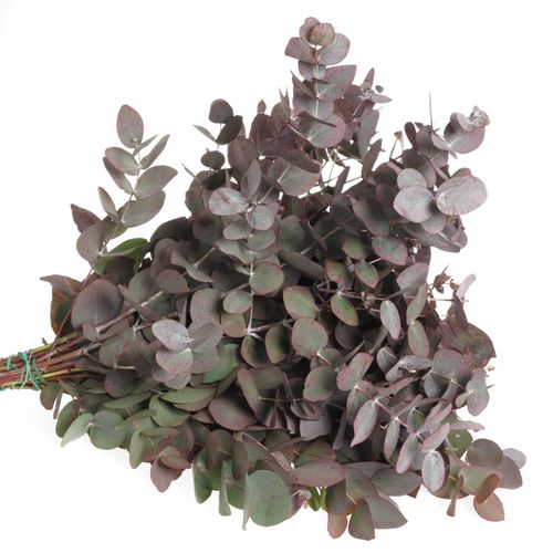 Populus rot Cinerea gezogen 50cm 150 Gramm