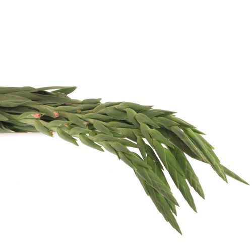 Gladiole lachs New Release 95cm