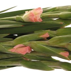 Gladiole lachs New Release 95cm