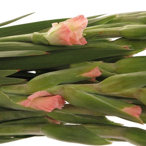 Gladiole lachs New Release 95cm