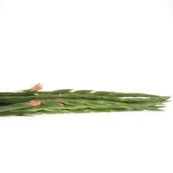 Gladiole lachs New Release 95cm