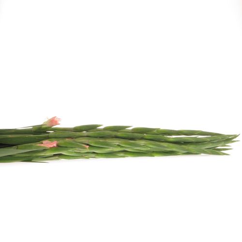 Gladiole lachs New Release 95cm